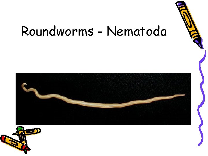 Roundworms - Nematoda 