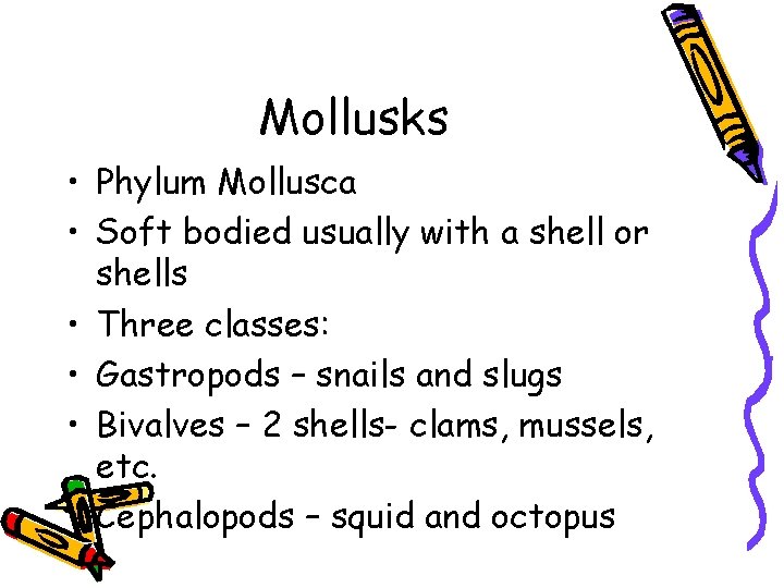 Mollusks • Phylum Mollusca • Soft bodied usually with a shell or shells •