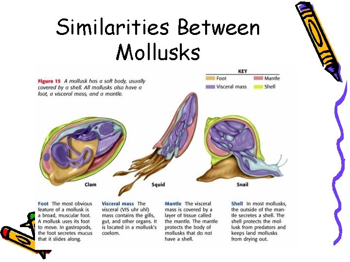 Similarities Between Mollusks 