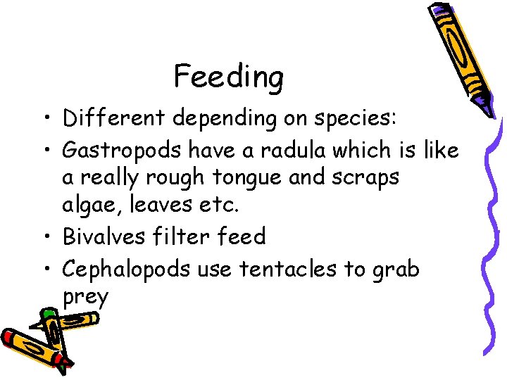 Feeding • Different depending on species: • Gastropods have a radula which is like