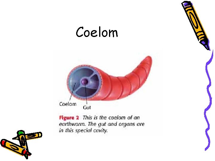 Coelom 