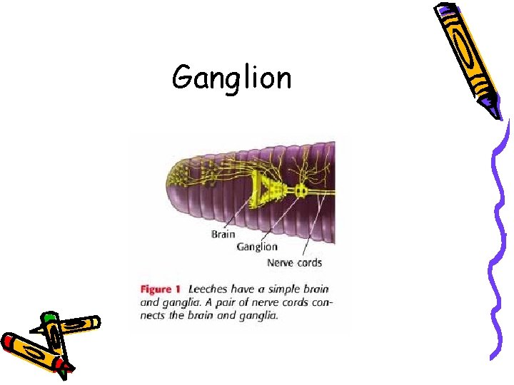 Ganglion 