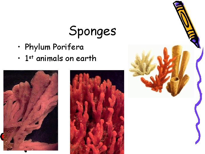 Sponges • Phylum Porifera • 1 st animals on earth 