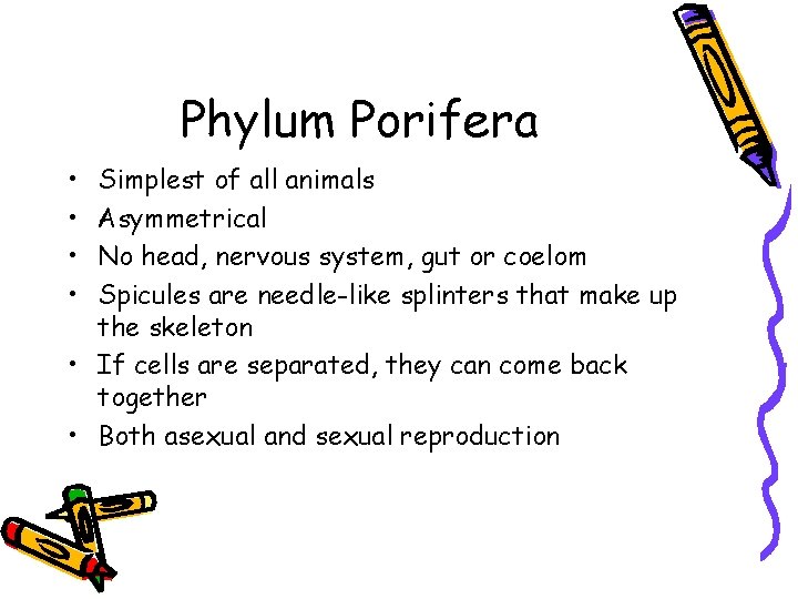 Phylum Porifera • • Simplest of all animals Asymmetrical No head, nervous system, gut