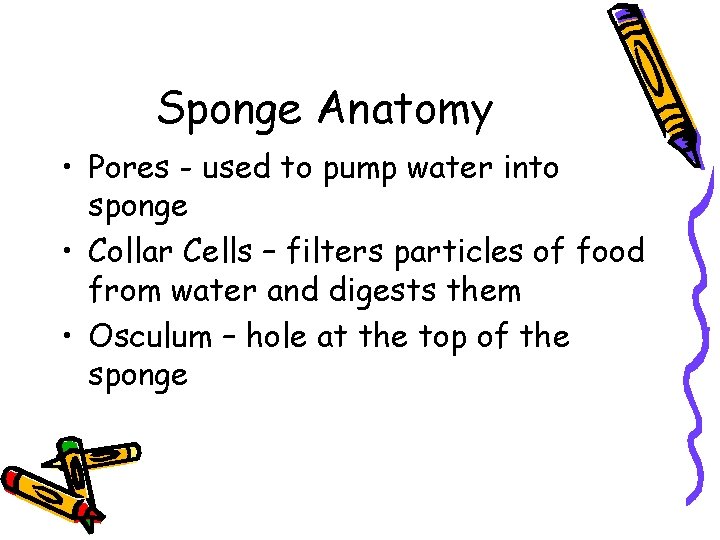 Sponge Anatomy • Pores - used to pump water into sponge • Collar Cells