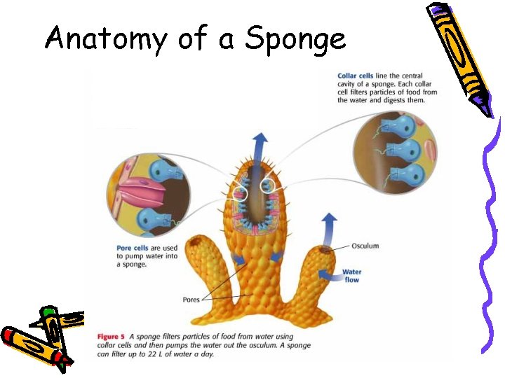 Anatomy of a Sponge 