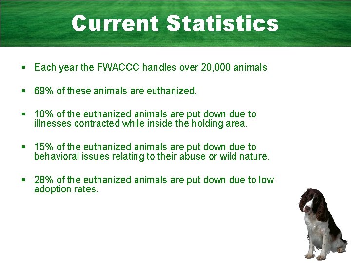 Current Statistics § Each year the FWACCC handles over 20, 000 animals § 69%
