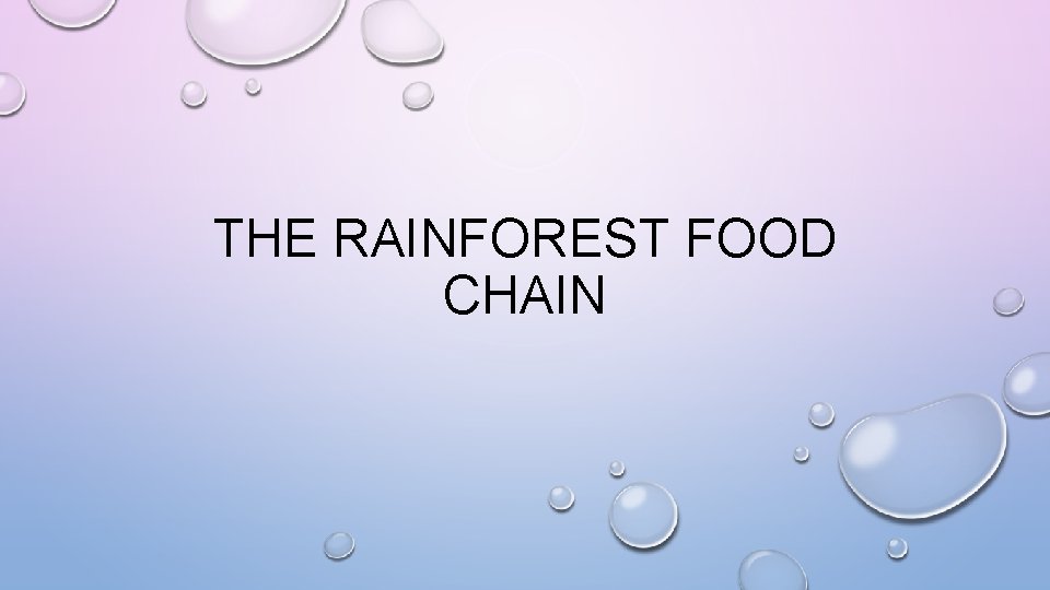 THE RAINFOREST FOOD CHAIN 
