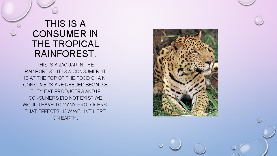 THIS IS A CONSUMER IN THE TROPICAL RAINFOREST. THIS IS A JAGUAR IN THE