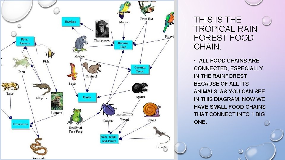 THIS IS THE TROPICAL RAIN FOREST FOOD CHAIN. • ALL FOOD CHAINS ARE CONNECTED,