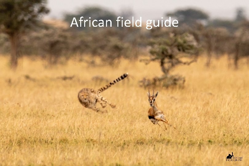 African field guide 