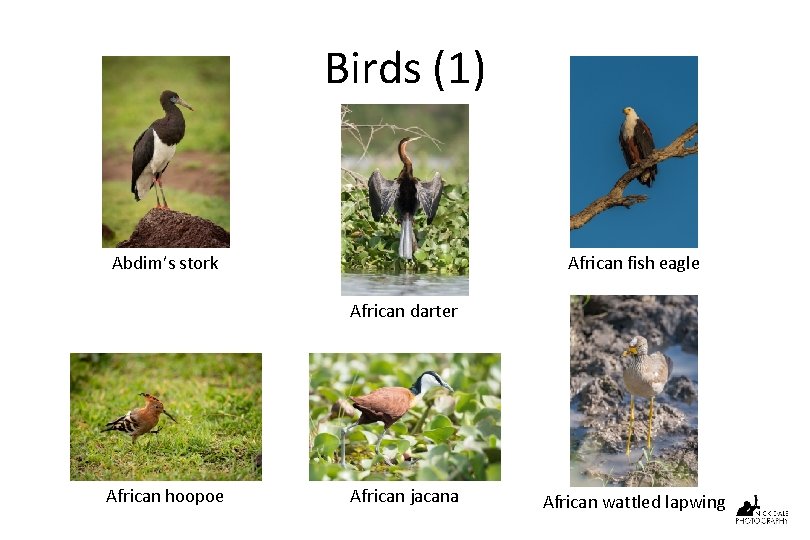 Birds (1) Abdim’s stork African fish eagle African darter African hoopoe African jacana African