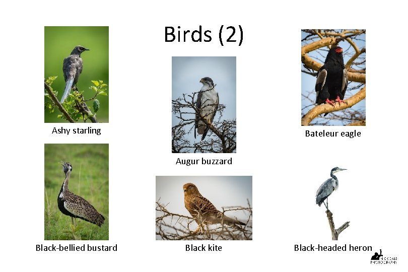 Birds (2) Ashy starling Bateleur eagle Augur buzzard Black-bellied bustard Black kite Black-headed heron