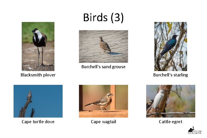 Birds (3) Burchell’s sand grouse Blacksmith plover Cape turtle dove Burchell’s starling Cape wagtail