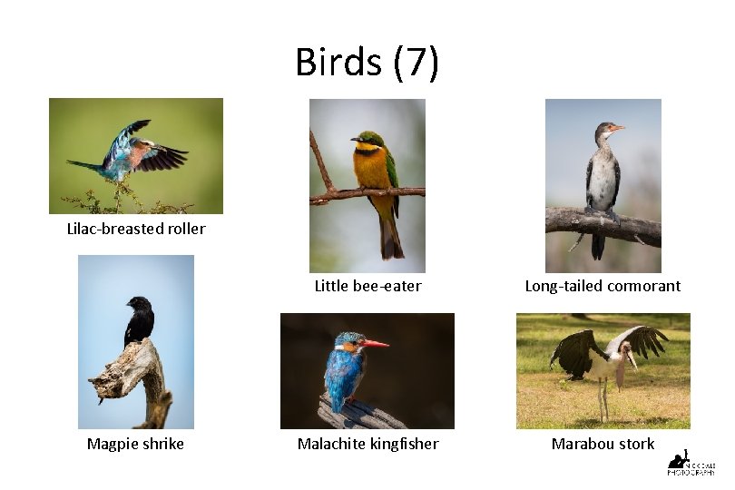 Birds (7) Lilac-breasted roller Magpie shrike Little bee-eater Long-tailed cormorant Malachite kingfisher Marabou stork