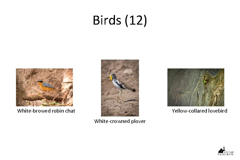 Birds (12) White-browed robin chat Yellow-collared lovebird White-crowned plover 