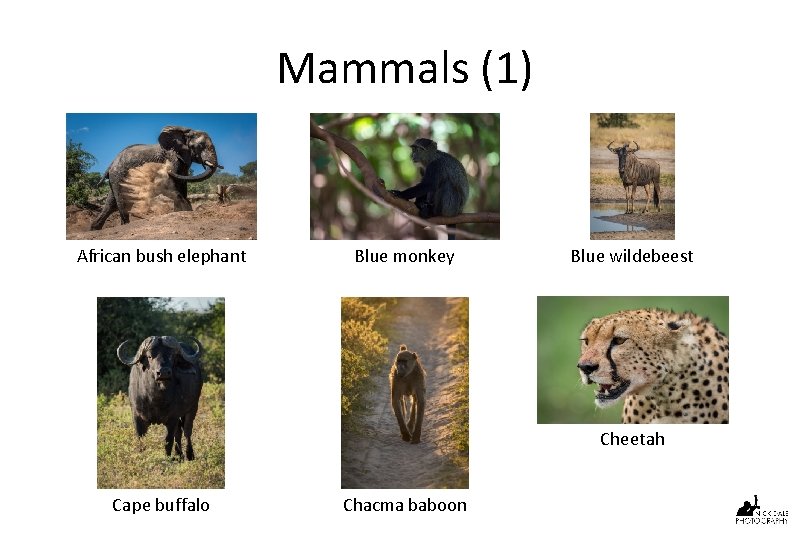 Mammals (1) African bush elephant Blue monkey Blue wildebeest Cheetah Cape buffalo Chacma baboon