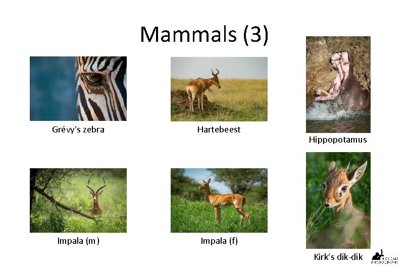 Mammals (3) Grévy’s zebra Hartebeest Impala (m) Impala (f) Hippopotamus Kirk’s dik-dik 