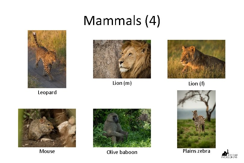 Mammals (4) Lion (m) Lion (f) Olive baboon Plains zebra Leopard Mouse 