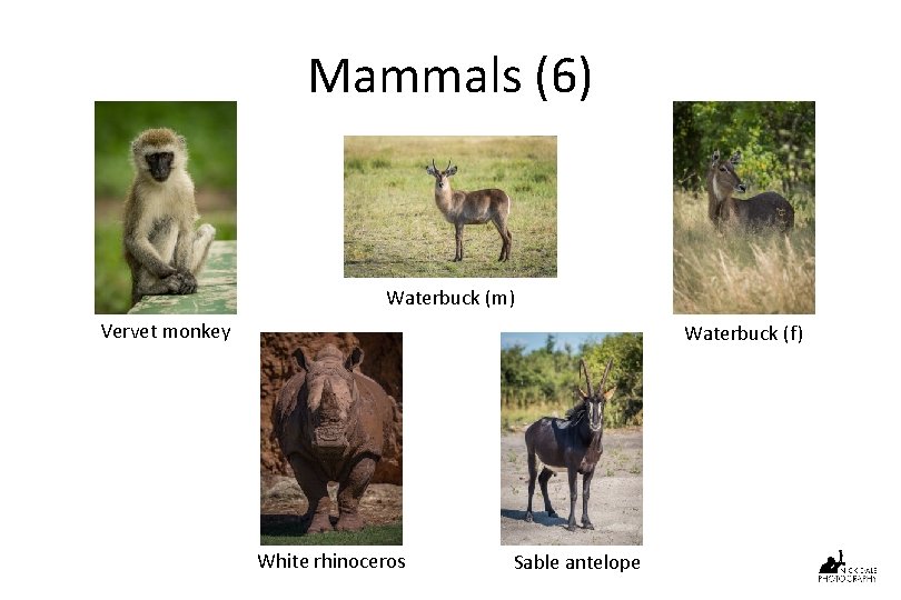 Mammals (6) Waterbuck (m) Vervet monkey Waterbuck (f) White rhinoceros Sable antelope 
