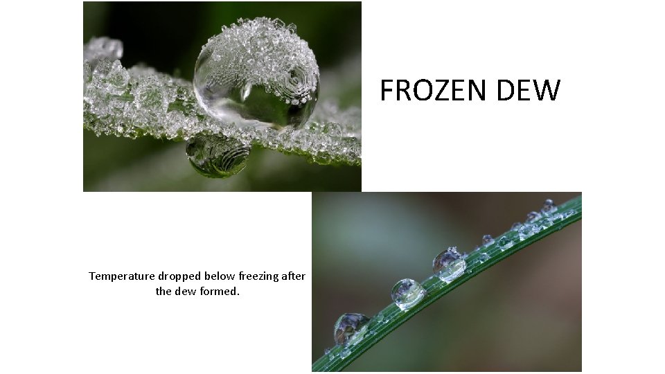 FROZEN DEW Temperature dropped below freezing after the dew formed. 