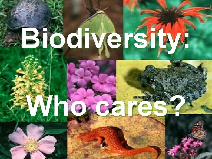 Biodiversity: Who cares? 