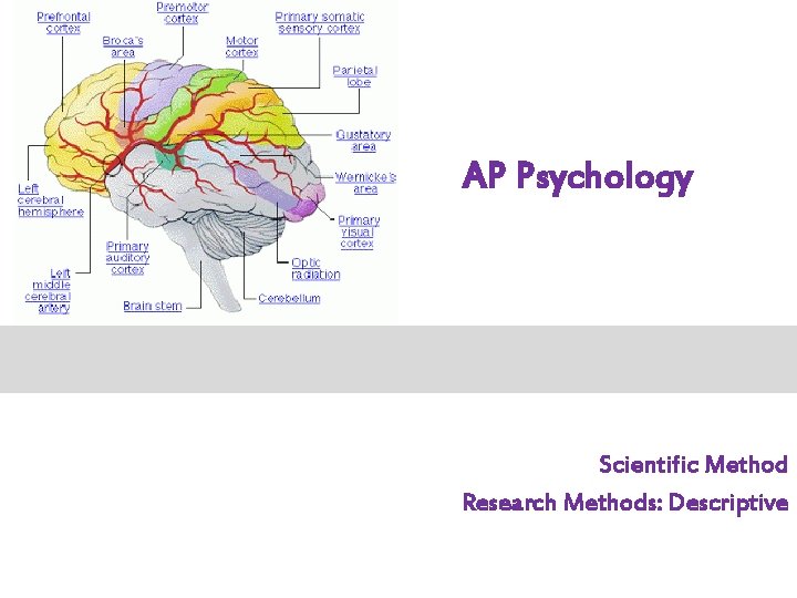AP Psychology Scientific Method Research Methods: Descriptive AP Psychology Scientific Method Research Methods: Descriptive