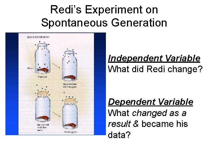 Redi’s Experiment on Spontaneous Generation Independent Variable What did Redi change? Dependent Variable What