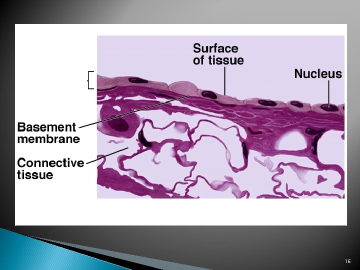 Chapter 4 Tissues Glands Membranes 1 General Definitions