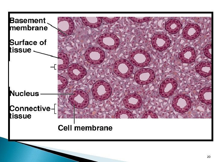 Chapter 4 Tissues Glands Membranes 1 General Definitions