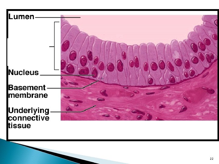 Chapter 4 Tissues Glands Membranes 1 General Definitions