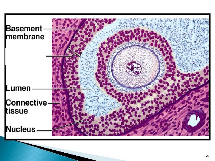 Chapter 4 Tissues Glands Membranes 1 General Definitions