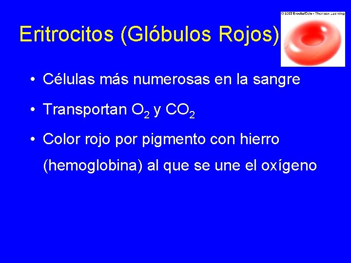Eritrocitos (Glóbulos Rojos) • Células más numerosas en la sangre • Transportan O 2