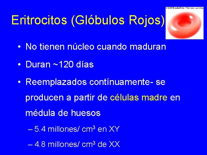 Eritrocitos (Glóbulos Rojos) • No tienen núcleo cuando maduran • Duran ~120 días •