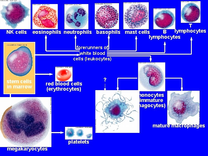 NK cells T lymphocytes B eosinophils neutrophils basophils mast cells lymphocytes forerunners of white