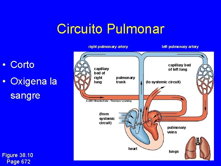 Circuito Pulmonar right pulmonary artery • Corto • Oxigena la sangre capillary bed of