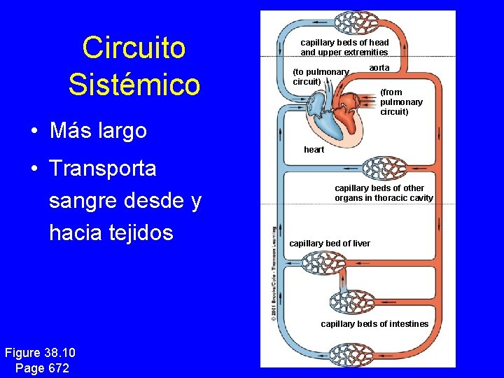 Circuito Sistémico capillary beds of head and upper extremities (to pulmonary circuit) aorta (from