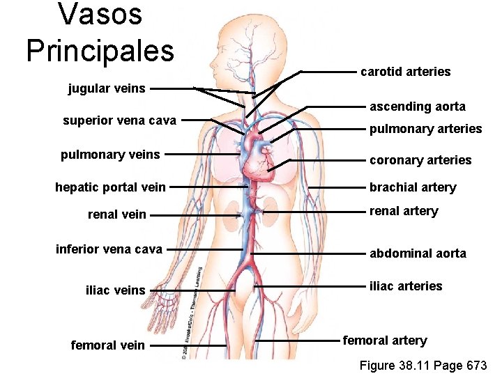 Vasos Principales carotid arteries jugular veins superior vena cava pulmonary veins hepatic portal vein