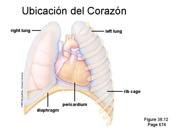 Ubicación del Corazón right lung left lung Figure 38. 12 Page 674 rib cage