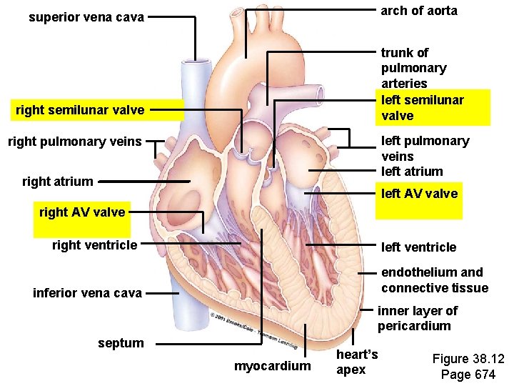 arch of aorta superior vena cava trunk of pulmonary arteries left semilunar valve Heart