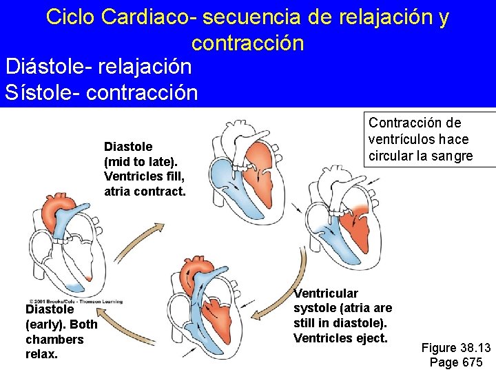Ciclo Cardiaco- secuencia de relajación y contracción Diástole- relajación Sístole- contracción Diastole (mid to