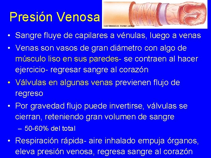 Presión Venosa • Sangre fluye de capilares a vénulas, luego a venas • Venas