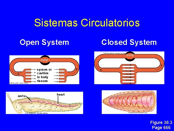 Sistemas Circulatorios Open System Closed System pump spaces or cavities in body tissues aorta