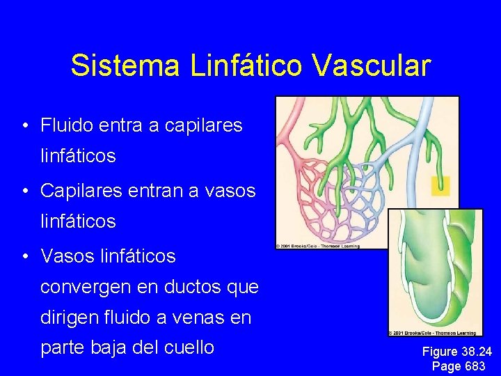 Sistema Linfático Vascular • Fluido entra a capilares linfáticos • Capilares entran a vasos