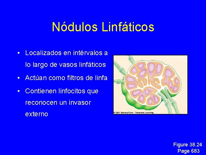 Nódulos Linfáticos • Localizados en intérvalos a lo largo de vasos linfáticos • Actúan