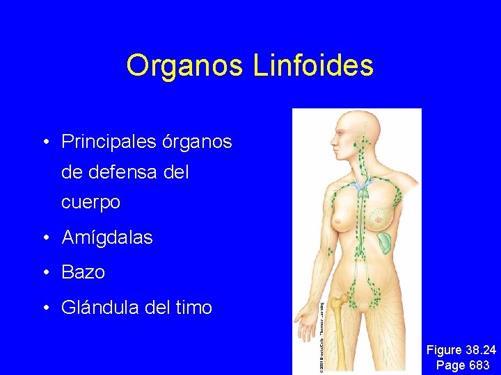 Organos Linfoides • Principales órganos de defensa del cuerpo • Amígdalas • Bazo •