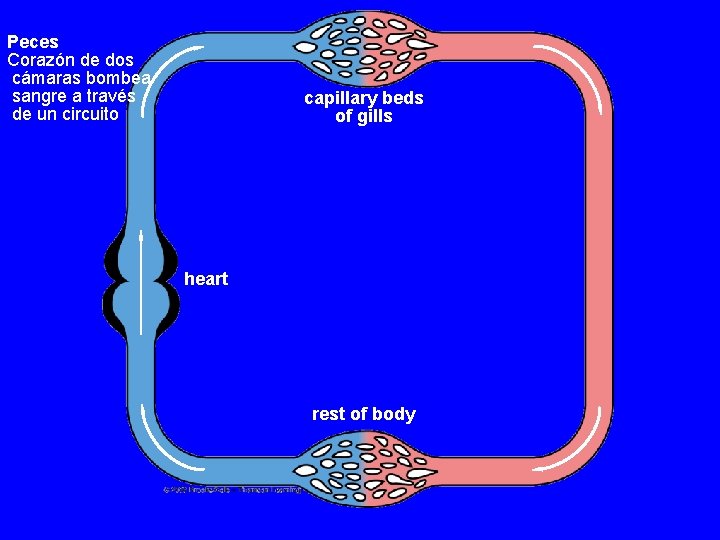 Peces Corazón de dos cámaras bombea sangre a través de un circuito capillary beds