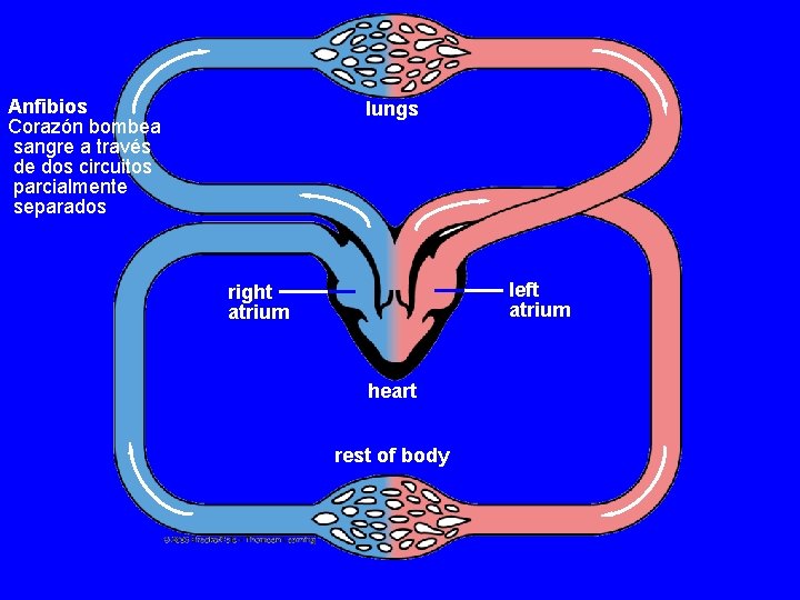 Anfibios Corazón bombea sangre a través de dos circuitos parcialmente separados lungs left atrium