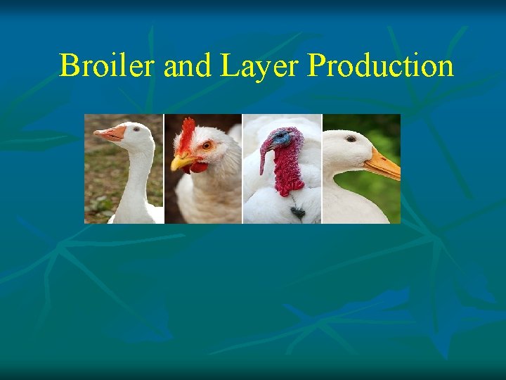 Broiler and Layer Production 