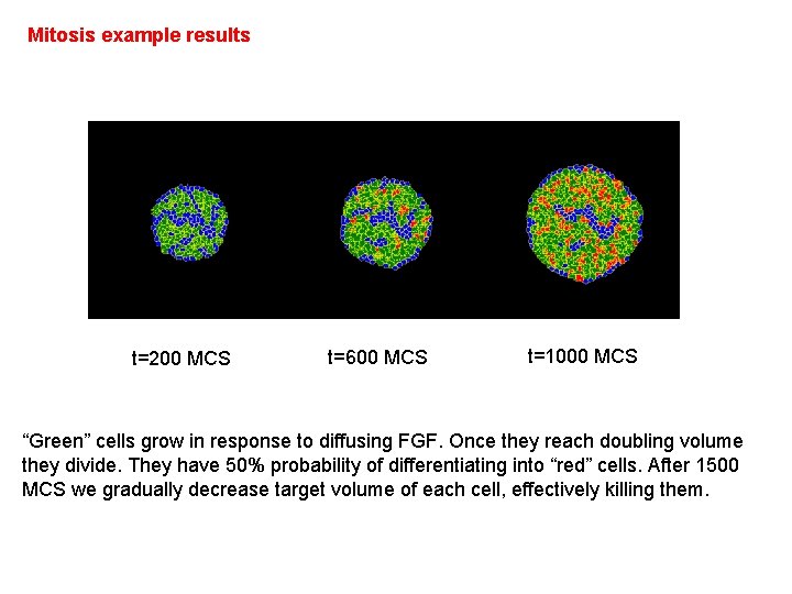 Mitosis example results t=200 MCS t=600 MCS t=1000 MCS “Green” cells grow in response